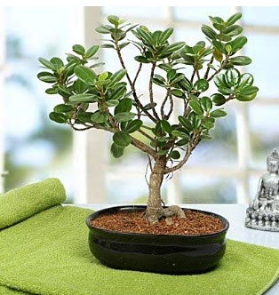 Lovely Ficus Iceland Bonsai Ankara Akvaryum AVM iek yolla