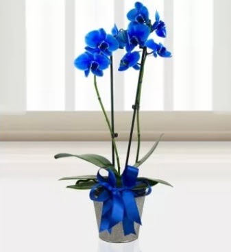 ift dall mavi orkide Ankara Taurus AVM iekiler iek sat