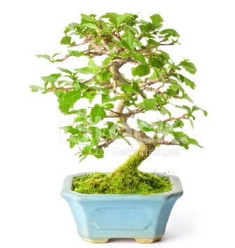 S zerkova bonsai ksa sreliine Ankara Nata Vega AVM iekiler