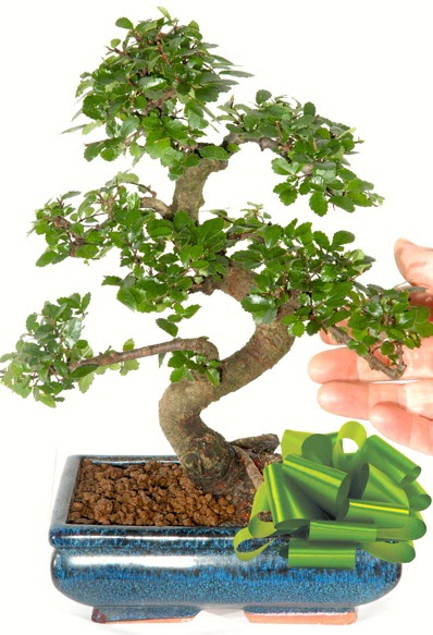 Yaklak 25 cm boyutlarnda S bonsai Ankara Next Level AVM iek siparii sitesi