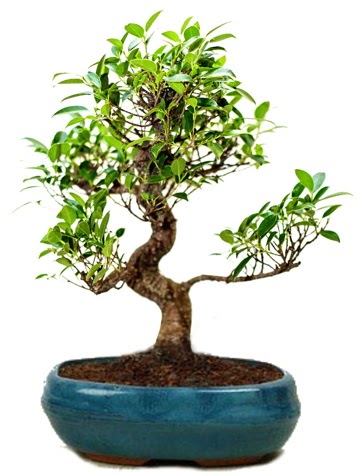 25 cm ile 30 cm aralnda Ficus S bonsai Ankara FTZ Alveri merkezi AVM iekiler iek gnder