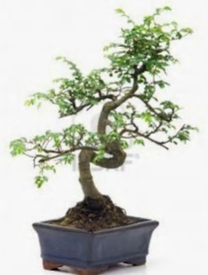 S gvde bonsai minyatr aa japon aac Ankara Taurus AVM iekiler iek sat