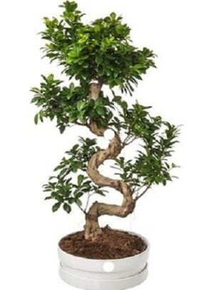90 cm ile 100 cm civar S peyzaj bonsai Ankara FTZ Alveri merkezi AVM iekiler iek gnder
