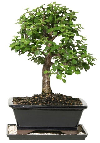 15 cm civar Zerkova bonsai bitkisi Ankara Next Level AVM iek siparii sitesi