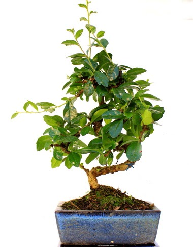 S gvdeli carmina bonsai aac Ankara Antares Alveri merkezi AVM iek yolla Minyatr aa