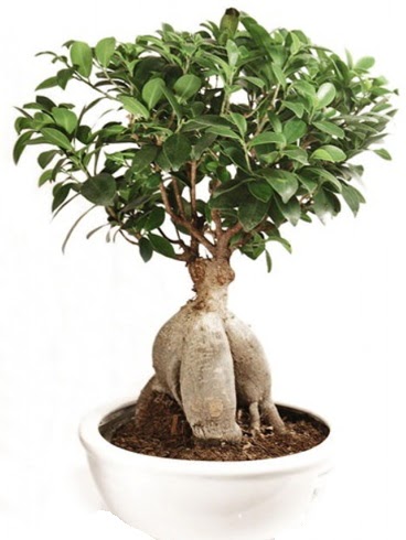 Ginseng bonsai japon aac ficus ginseng Ankara Nata Vega AVM iekiler